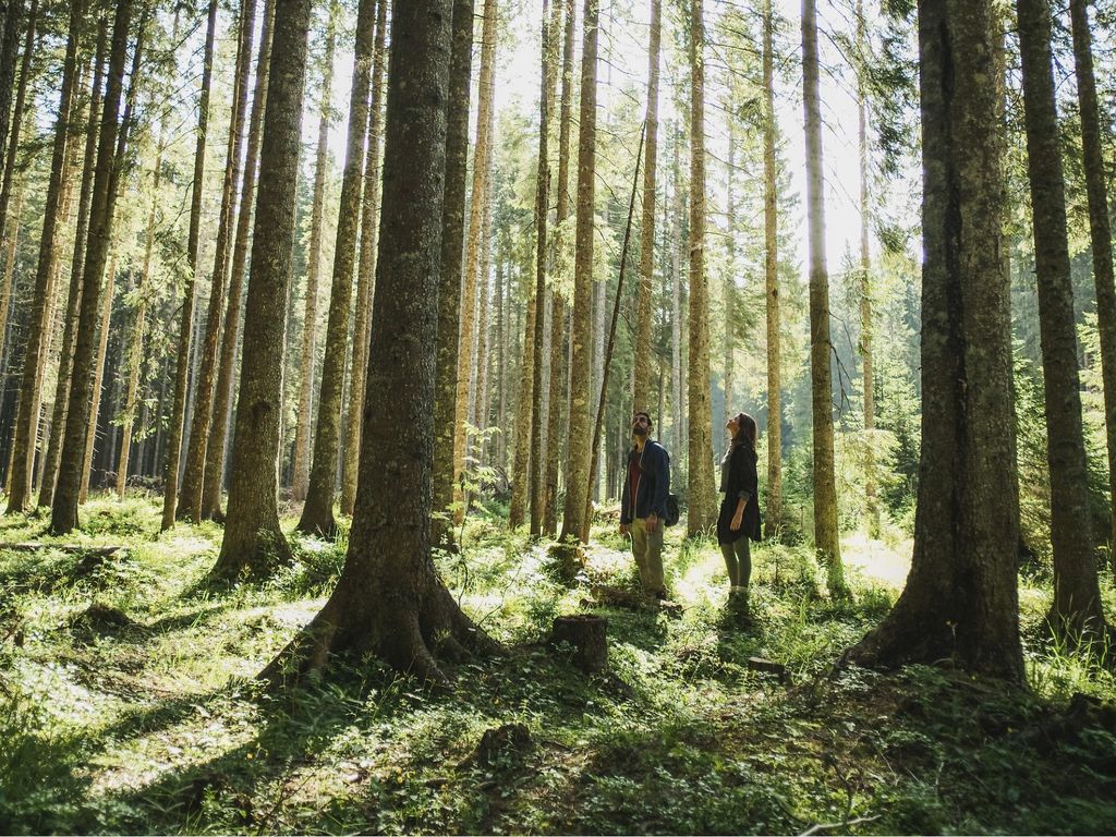 Moški in ženska med sprehodom po gozdu na Pokljuki, obdana z visokimi drevesi.